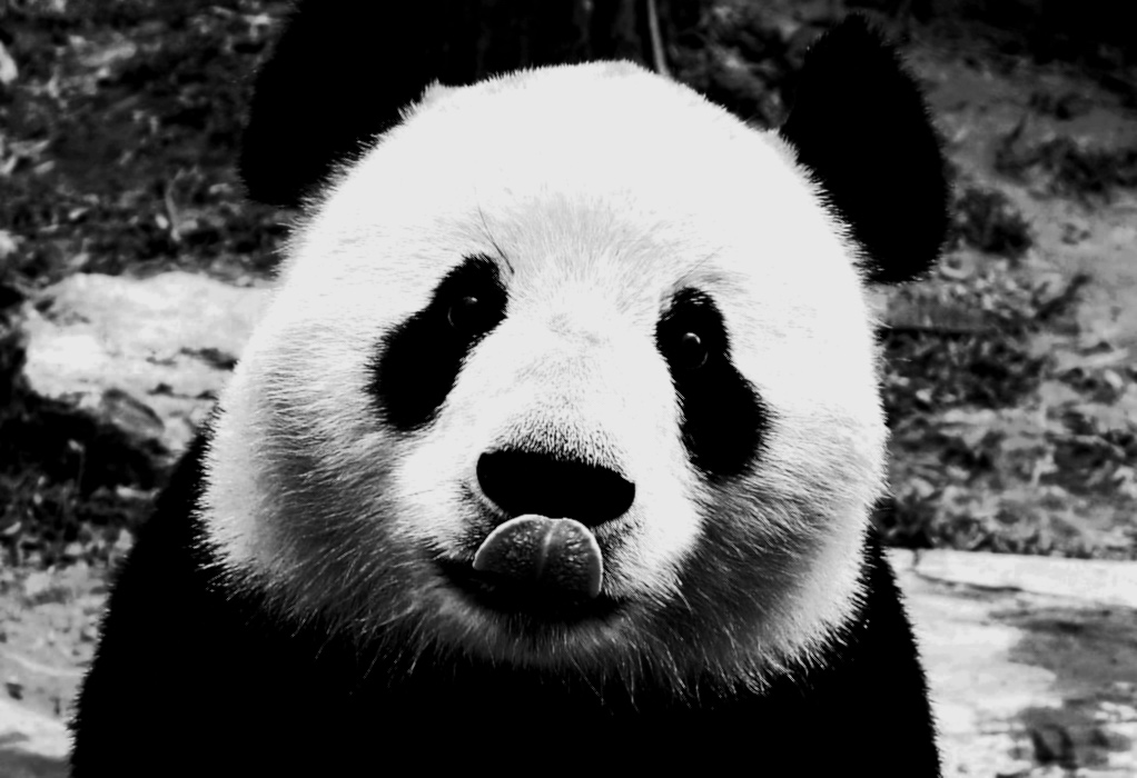 Cute Panda_Fotor